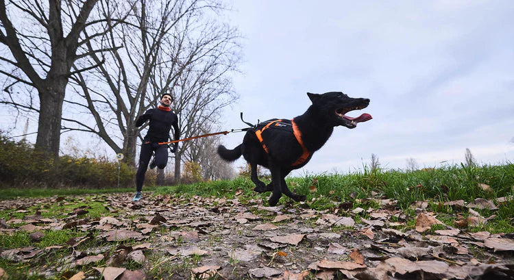 Non-stop dogwear Bungee leash