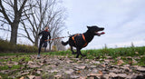 Non-stop dogwear Bungee leash