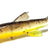 Orka Small Fish 3cm 6kpl, PJFBO, , - Polku Cycle Store